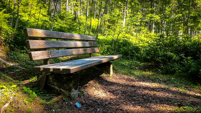 Bank-Wald-2