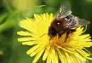 wenn Biene Blume nicht mehr kann Schlüsselfeld Bienen Imker Honigbienen