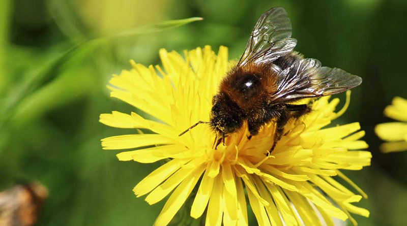 wenn Biene Blume nicht mehr kann Schlüsselfeld Bienen Imker Honigbienen