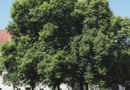 Ebrach Linde Baum Denkmal Frieden Franken
