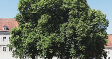 Ebrach Linde Baum Denkmal Frieden Franken