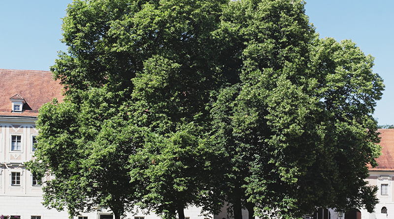 Ebrach Linde Baum Denkmal Frieden Franken