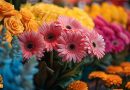 Blumen Börse Pflanzentauschbörse Bücherei Gartenbauverein Schlüsselfeld