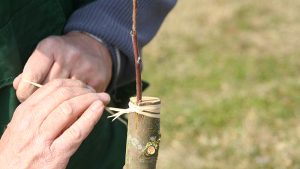 Apfel- und Birnenreiser vom Obstparadies Bamberger Land