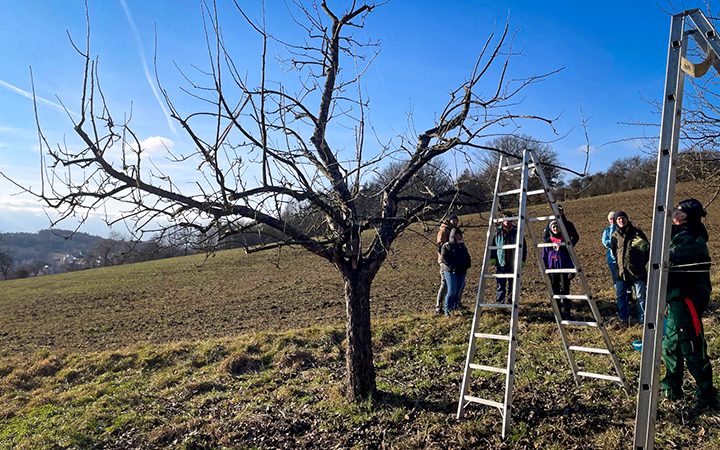Kurs zur Pflege alter Obstbäume in Trabelsdorf