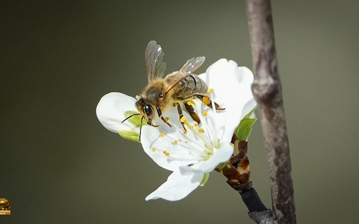 Infoabend für angehende Imker: Ist Bienenhaltung das Richtige?