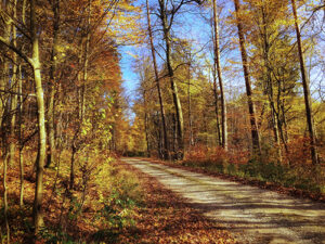 Steigerwald ist Deutschlands beliebtester Wald