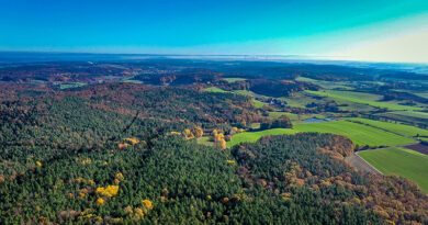 Steigerwald ist Deutschlands beliebtester Wald - Bayern im Ranking ganz vorne