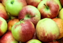 Streuobsternte im Landkreis Bamberg - So wird aus Obst leckerer Saft