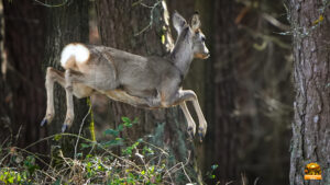 Spuren im Wald – Sonderausstellung in Ebrach