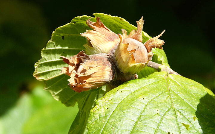 Herbstliche Gartenführung im Bauernmuseum - Schätze der Natur entdecken