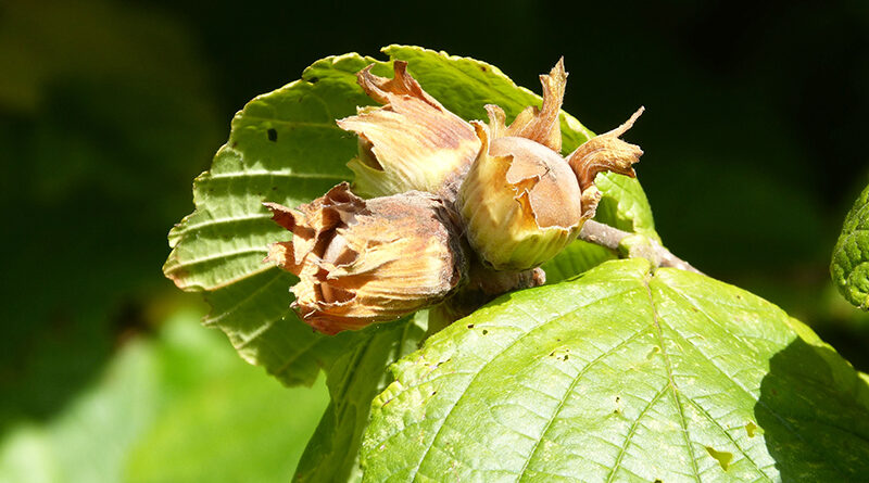 Herbstliche Gartenführung im Bauernmuseum - Schätze der Natur entdecken